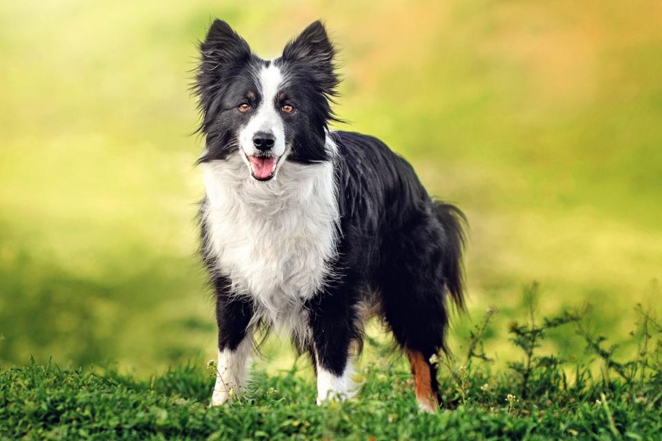 Medium shot of black and white border collie standing in grassy brush