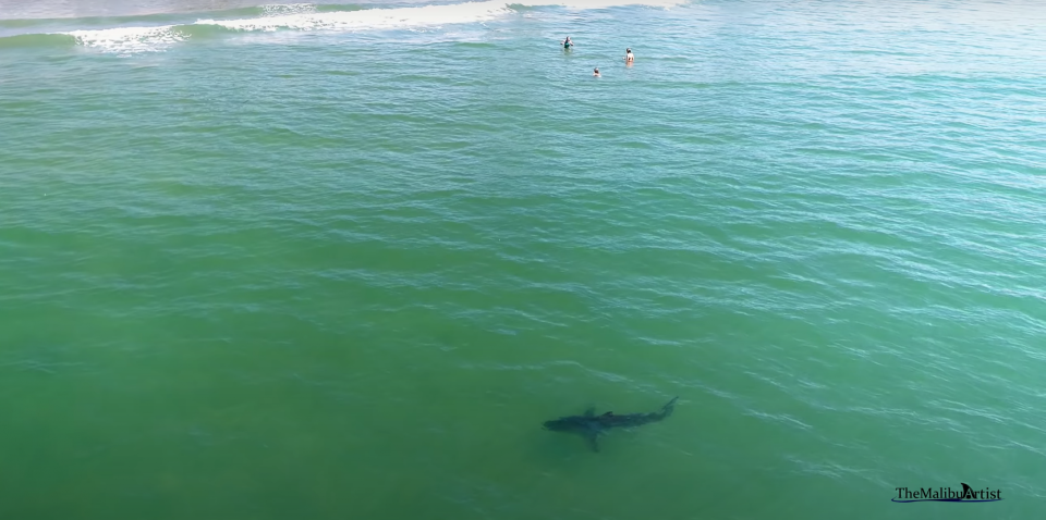 A drone photographer has captured multiple instances of juvenile white sharks swimming near people in Malibu, CA, and each one is nerve-racking to watch.