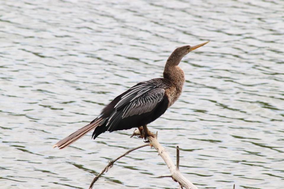 No catch-and-release fishing for this park visitor: an Anhinga perches above the water at Beaufort’s Crystal Lake Park and keeps a watchful eye for prey. This nature preserve is home to many species of animals, including birds and fish native to the Lowcountry. Matt Richardson