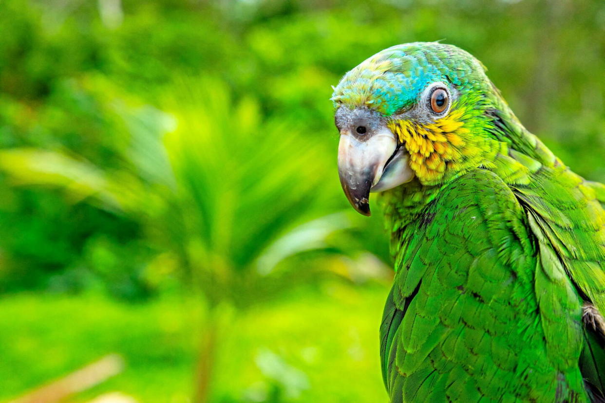 Le perroquet vert, un bel oiseau mignon et drôle.  - Credit:www.alamy.com / Alamy Stock Photo / Abaca