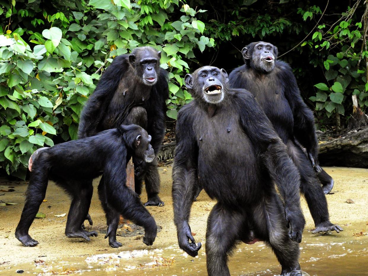 Chimps’ beds may be cleaner because they make them freshly in treetops each day: ZOOM DOSSO/AFP/Getty Images