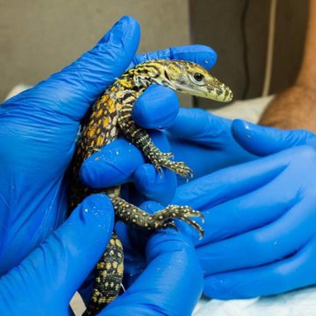 komodo dragon hatching