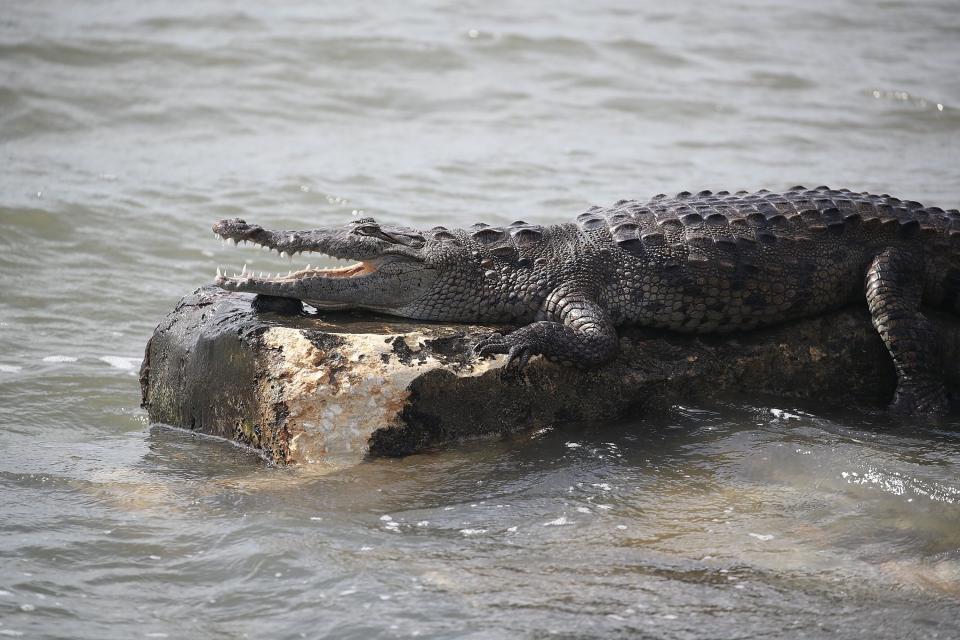 MIAMI, FL - SEPTEMBER 11:  A crocodile is seen at the Dinner Key marina after hurricane Irma passed through the area on September 11, 2017 in Miami, Florida. Hurricane Irma made landfall in the Florida Keys as a Category 4 storm on Sunday, lashing the state with 130 mph winds as it moved up the coast.  (Photo by Joe Raedle/Getty Images)