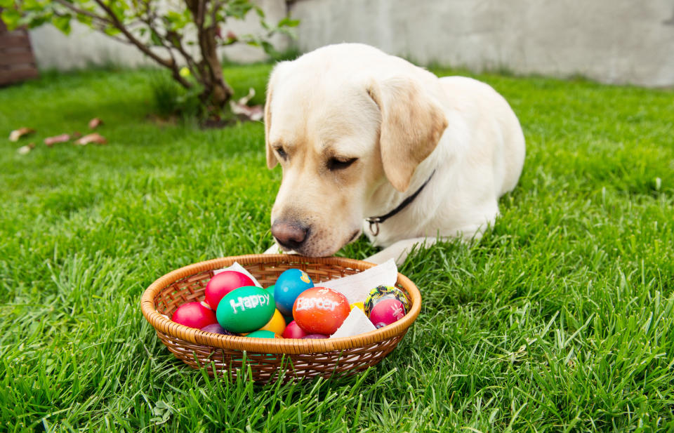 Chocolate is toxic to dogs. (Getty Images)