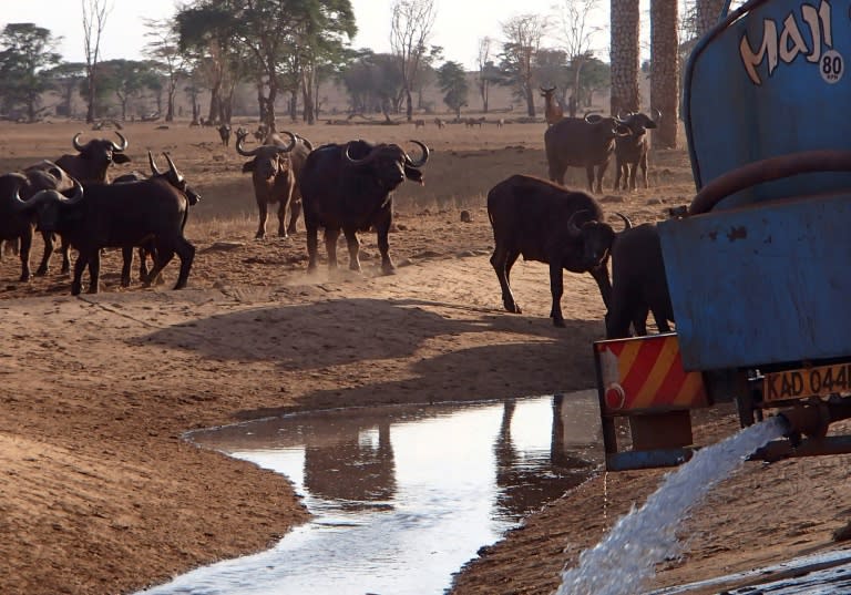 Herds of elephant, buffalo and zebra gather near dry water holes in Tsavo National Park, where for six months, pea farmer Patrick Mwalua has been delivering water to them in a rented blue truck