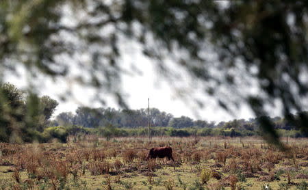 A cow grazes in a farm near Ceres, Argentina, April 9, 2018. REUTERS/Marcos Brindicci