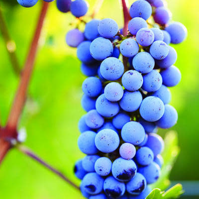 Cabernet Sauvignon grapes