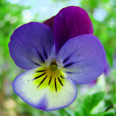 Pansies