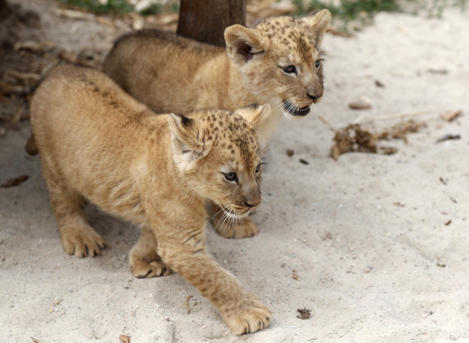 Two Barbary lion cubs walk in their enclosure at the zoo in Dvur Kralove, Czech Republic, Monday, July 8, 2019. Two Barbary lion cubs have been born in a Czech zoo, a welcome addition to a small surviving population of a rare majestic lion subspecies that has been extinct in the wild. A male and a female that have yet to be named were born on May 10 in the Dvur Kralove safari park. (AP Photo/Petr David Josek)