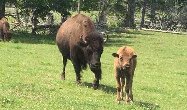 There was a baby boom at Buffaloland in 2018. Now the population has stabilized, after most of the males were castrated.