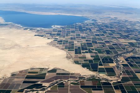 Agricultural farm land is shown near the Salton Sea and the town of Calipatria in California, United States, May 31, 2015. REUTERS/Mike Blake/File Photo