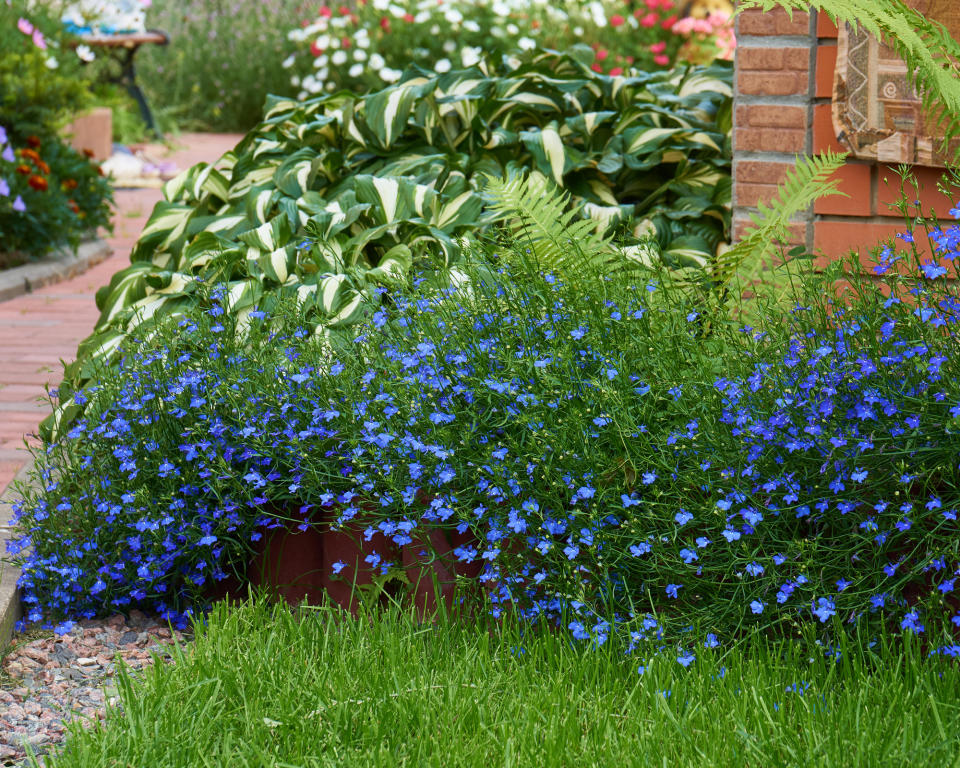 17. Pick plants with long flowering seasons