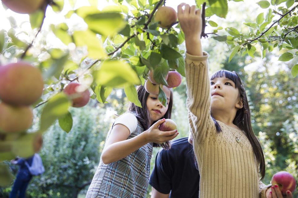 fun halloween activities go apple picking