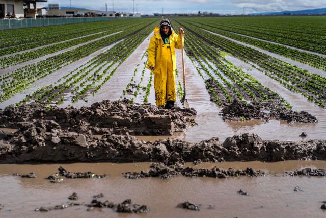 A farm worker draining a flooded lettuce field. The entire crop needs to be destroyed.