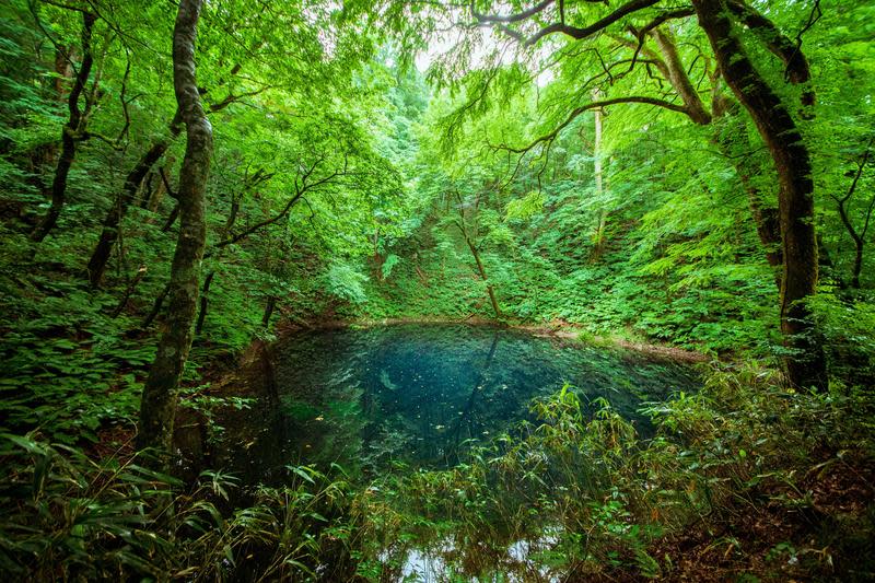 白神山地十二湖中的「青池」神秘美麗，吸引許多旅客到訪。（日本觀光局JNTO提供）