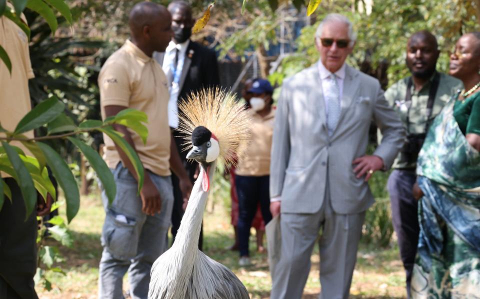 Prince Charles watches on as a grey crested crane struts around at the Umusambi Village wildlife park in Kigali, Rwanda - Ian Vogler/Getty Images