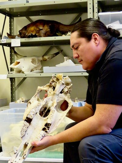 Graduate student and Lakota archaeologist Chance Ward analyzes horse remains in the Archaeozoology Laboratory at the University of Colorado-Boulder. Samantha Eads