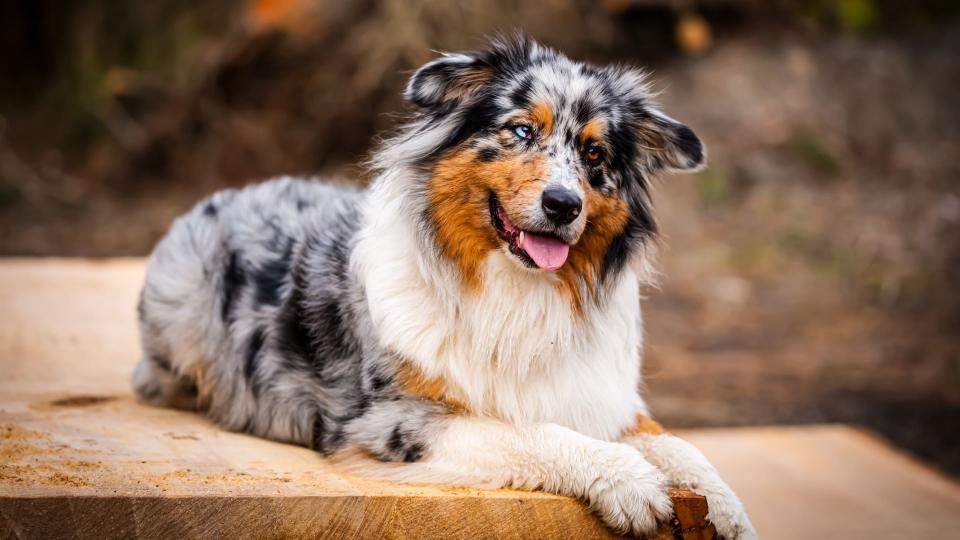 Australian Shepherd portrait