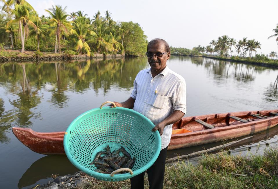 Nandakumar VM displays some of the morning catch during the final weeks of Prawn farming season at his farm in Chathamma, Kochi, Kerala state, India, April 22, 2023. Kumar says he will be preparing his land for Pokkali farming though availability of workers is a problem. (AP Photo/R S Iyer)