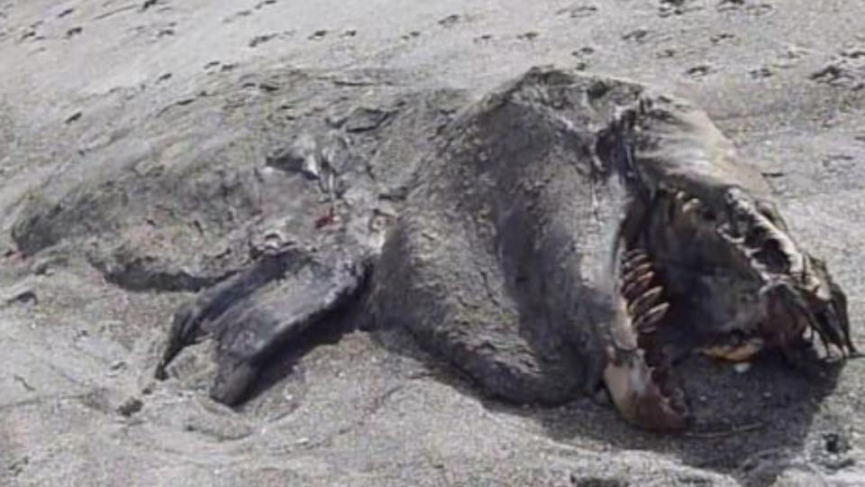  A mysterious sea beast has washed up on Pukehina beach in NZ. What could it be?? 