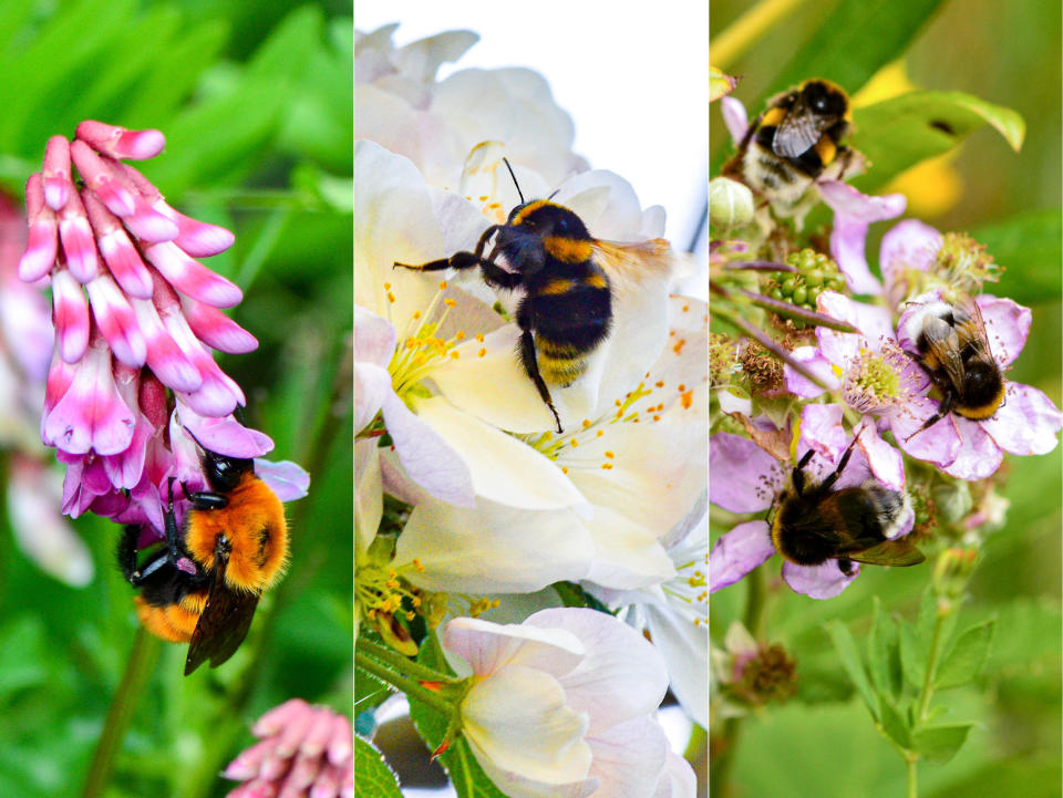 These photos show different Patagonian bumblebees.  / Credit: Eduardo Zattara