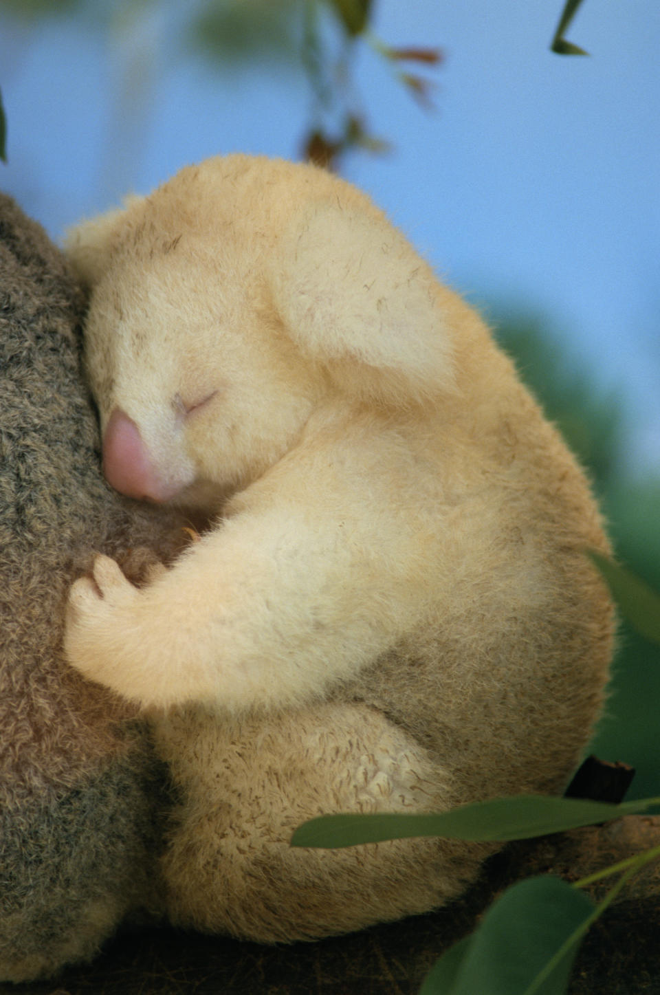 Tiny koala