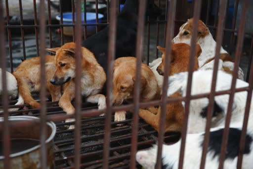 Dogs sit in a cage at a dog slaughterhouse in Hanoi. Canine meat has long been on the menu in Vietnam. For many older Vietnamese, dogs are an essential part of traditional Vietnamese cuisine that can coexist with pet ownership