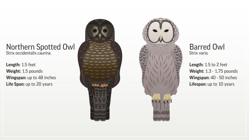 Graphic showing the differences between a barred and northern spotted owl.;