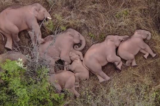 大象集體躺下來睡覺。（圖／翻攝自監控畫面）