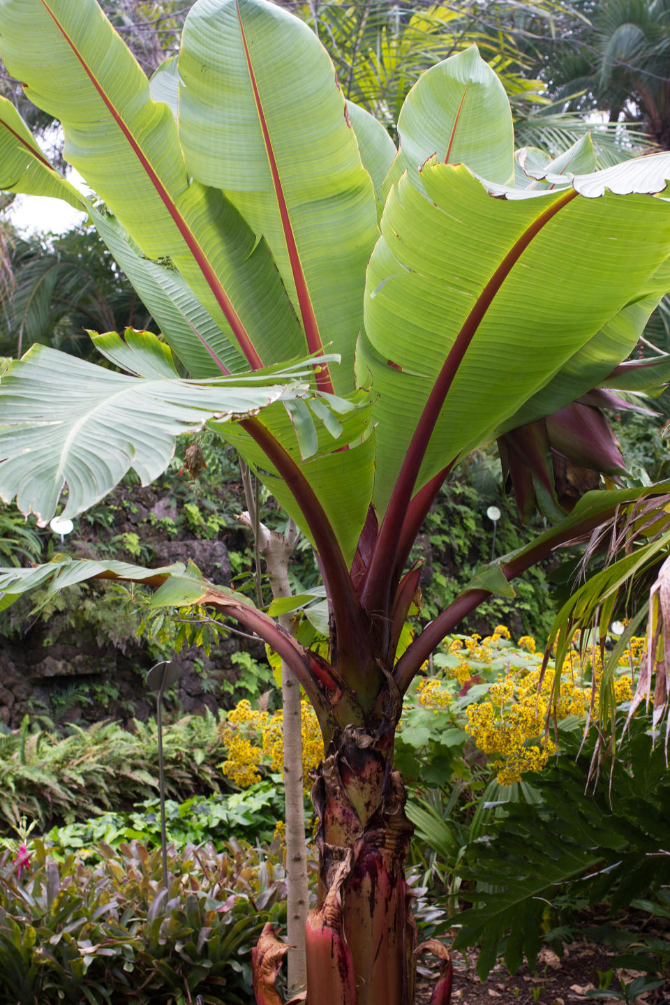 <p> Banana trees are some of the best trees to grow in pots if you want to add a tropical garden to your patio. But bear in mind if you are growing a banana tree in the garden this will generally be for their ornamental leaves, rather than for fruit, unless you live in a climate of at least 60ºF (15°C) for most of the year. </p> <p> ‘If you live in a cooler climate, then a banana tree still brings a taste of tropics to your landscaping,’ says Tadewaldt. ‘The growth of these trees is usually stunted by the colder weather enough that they can live in the pot for an extended period of time.' </p> <p> Smaller varieties of cold hardy banana trees are particularly well suited to climates with colder winters, as they can be brought inside and enjoyed as a houseplant. </p>