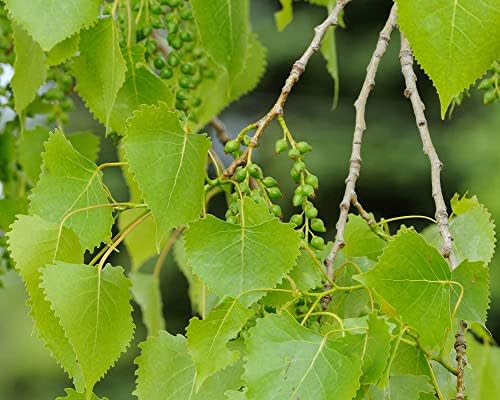 Eastern Cottonwood Tree Plant, 2-3 ft Tall Plant for Gardening