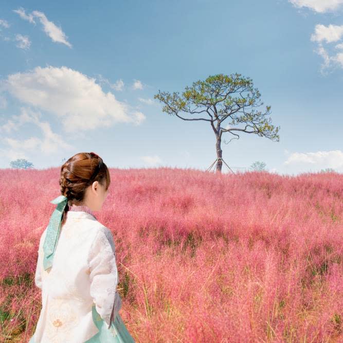 「天空公園」的粉黛亂子草、芒草等一同入鏡，隨便一個角落都是拍攝絕佳位置。圖片來源：Klook