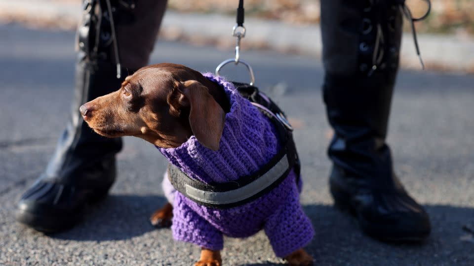 A dog named Godiva was bundled against the cold with her human as they walked through Boston Common in Boston, Massachusetts, on December 25, 2022. - Jessica Rinaldi/The Boston Globe/Getty Images