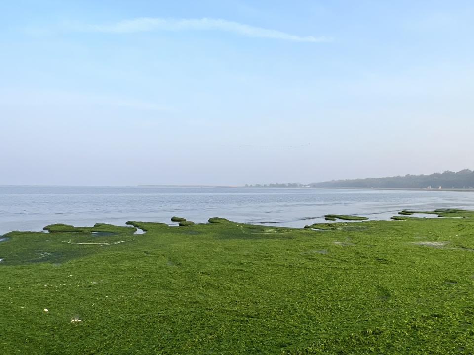 漁光島月牙灣近來一片綠油油，猶如鋪上綠色草皮地毯，「抹茶海灘」，美不勝收。（李啟維提供）