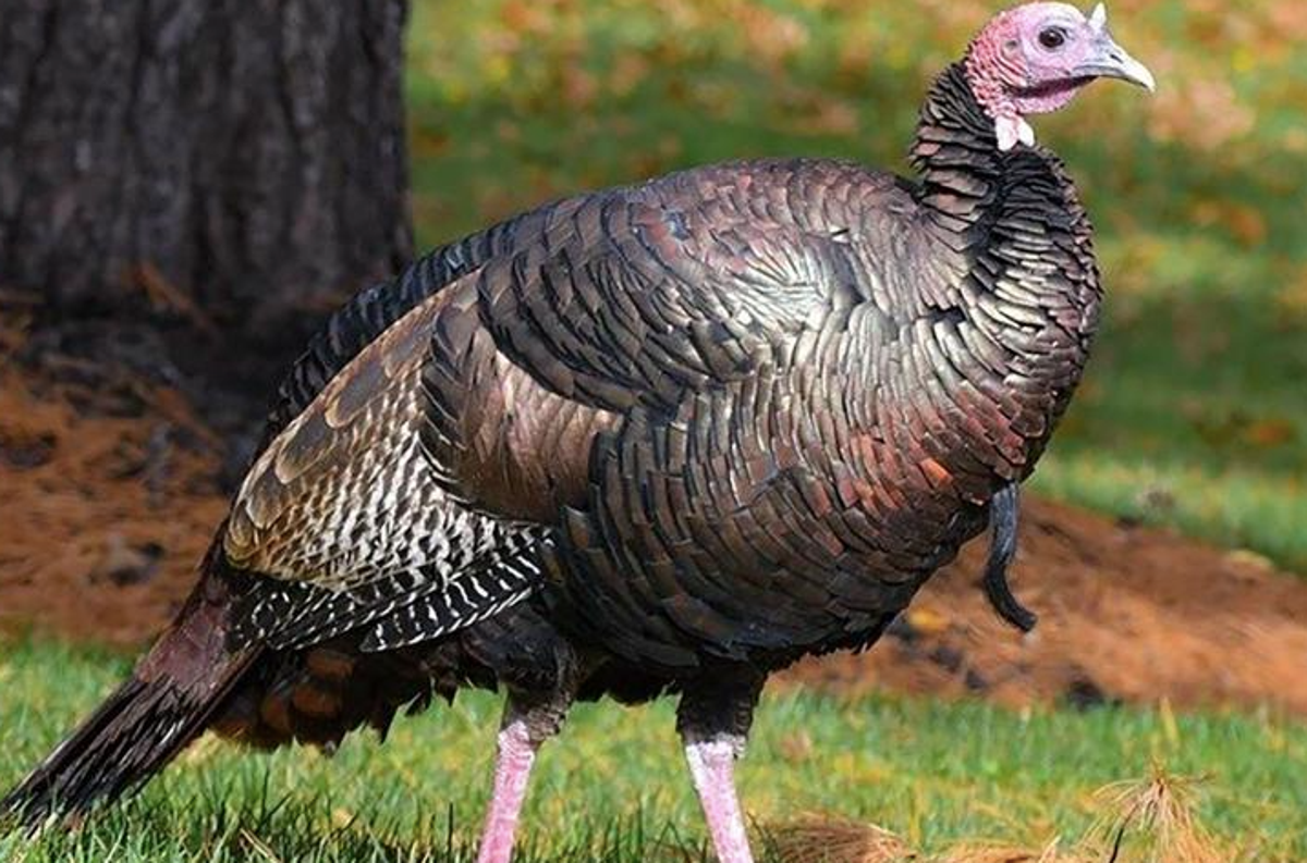 ‘Turkules’ the wild turkey’s reign over a New Jersey town has come to an end (Change.org)