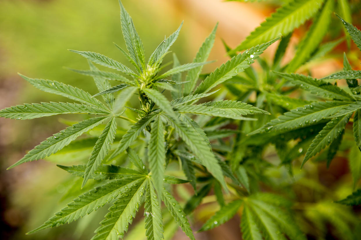 Close up of cannabis plant, Sebastapol, California, USA