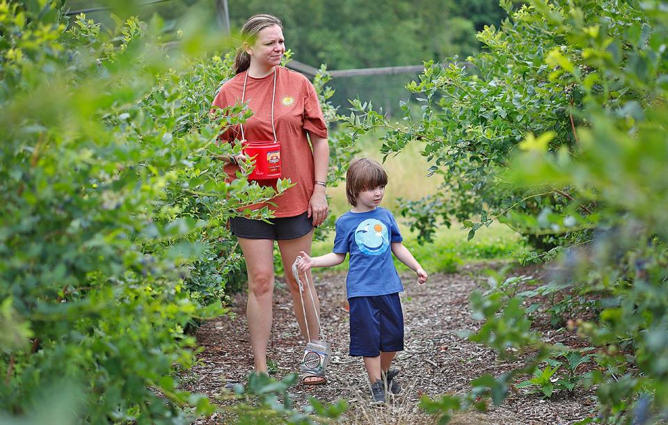 Mom Kristen White and son Cole, 3,  pick blueberries at Tree-Berry Farm in Scituate on Monday, July 18, 2022.