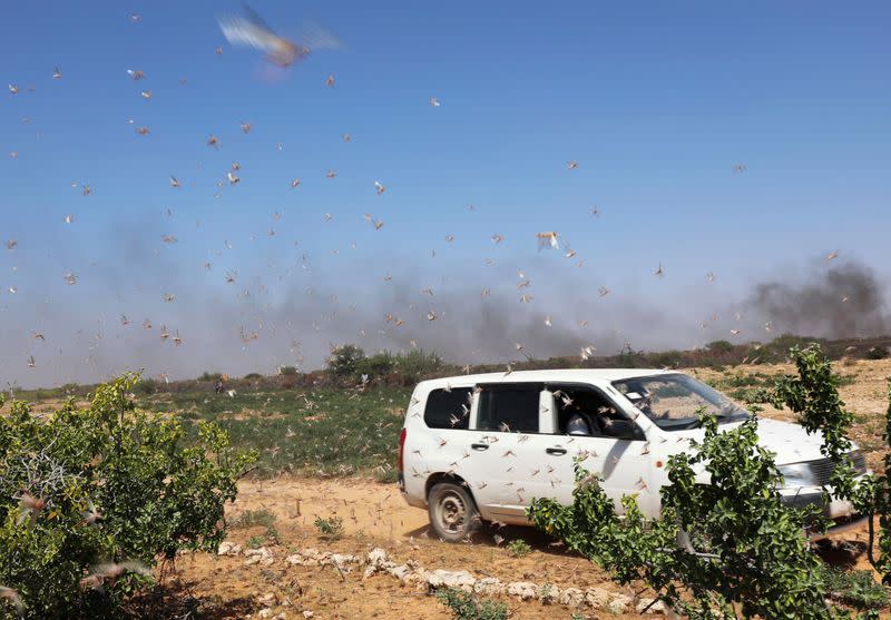 A motorist drives past desert locusts flying near a grazing land on the outskirt of Dusamareb in Galmudug region