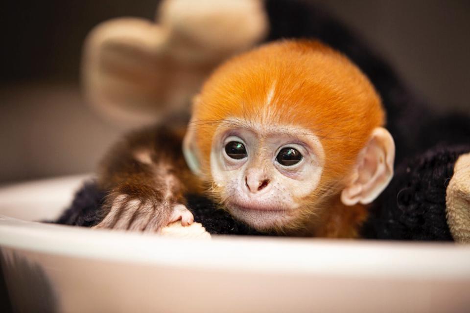 First baby Francois’ langur ever born at the Saint Louis Zoo
