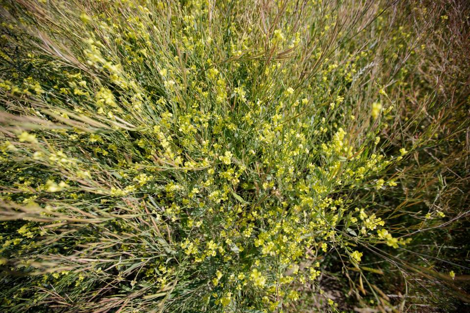 Crop fields of carinata that are grown in Quincy, Florida are managed by scientists from the University of Florida. The nonfood crop is projected to be used as renewable jet fuel by crushing the seeds to make oil and the remaining meal can provide high-protein supplement for beef and dairy cattle. 