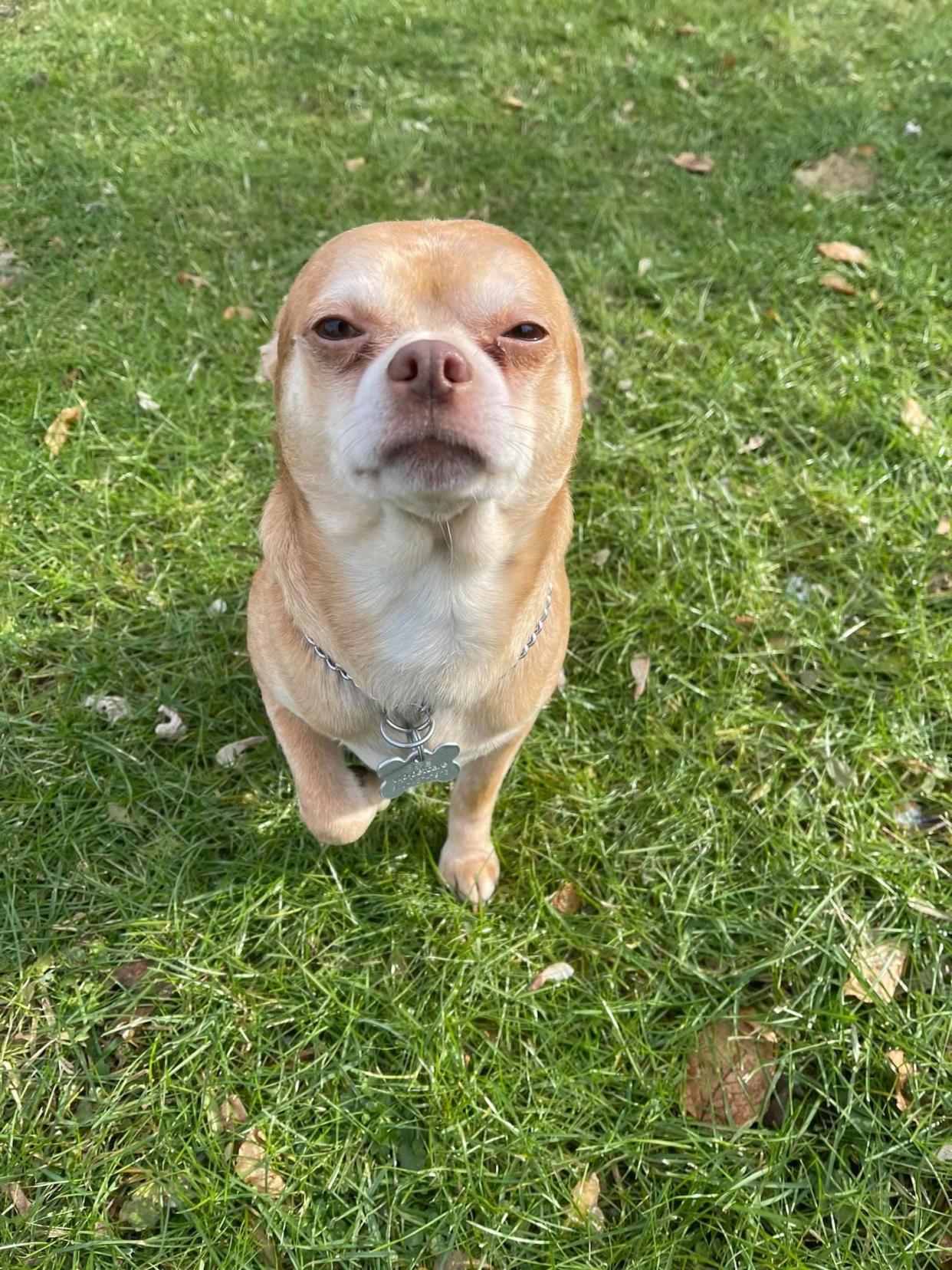 Prancer and his little glare. (Photo: Tyfanee Fortuna via Second Chance Pet Adoption League)