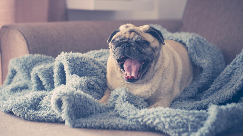 pug on cover on couch