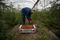 Palestinian farmer harvests tomatoes in Jordan Valley in the West Bank, Monday, Feb. 10, 2020. The Israeli military blocked Palestinian agricultural exports on Sunday in the latest escalation of a monthslong trade war that comes amid fears of renewed violence as well. Following Defense Minister Naftali Bennett's instruction, the military said it would not allow the Palestinians to transfer their products through their land crossing to Jordan, the West Bank's only direct export route to the outside world. (AP Photo/Majdi Mohammed)