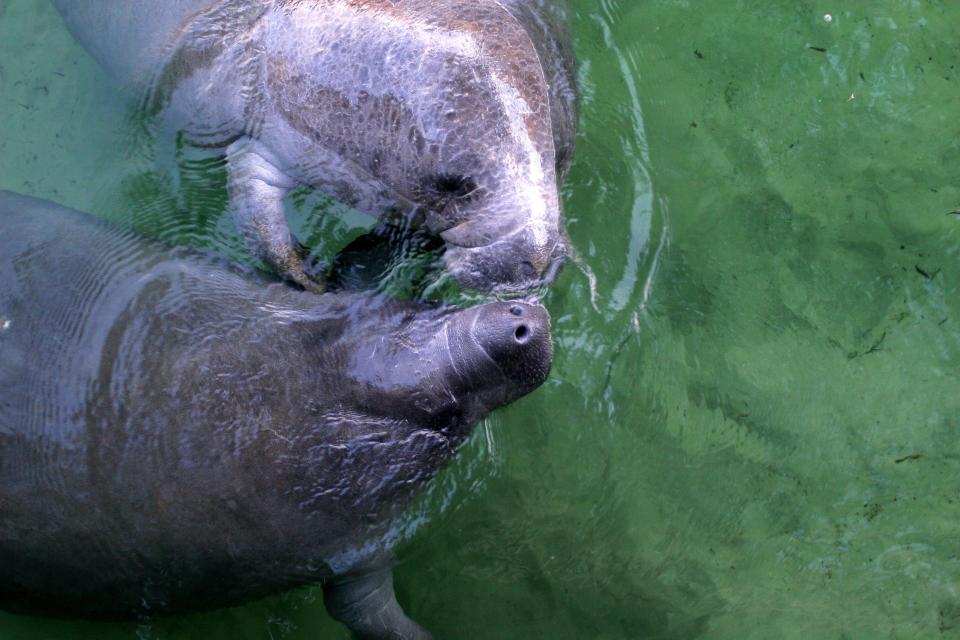 Affectionate manatees at Wakulla Springs.