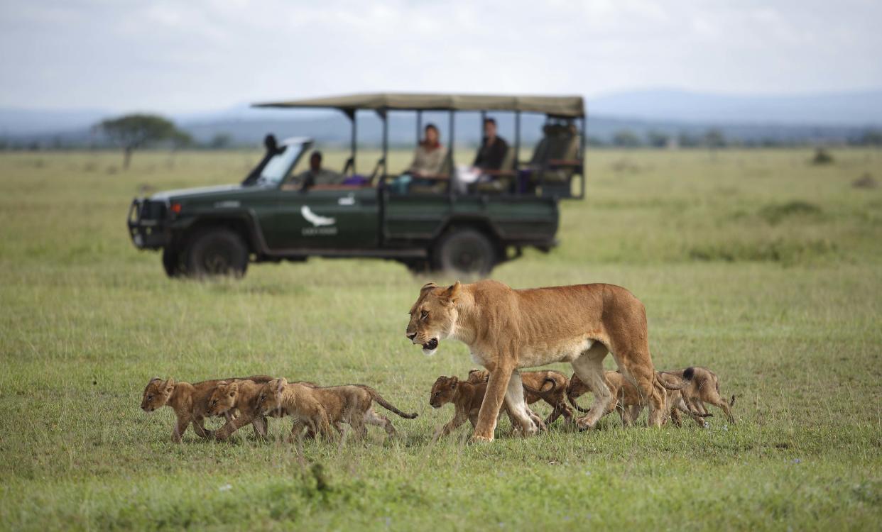 Africa-Tanzania Grumeti Experience: Game drive to see lioness and cubs in the wild during your trip to see Africa's The Great Migration. PHOTO: andBeyond