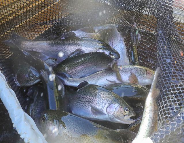 Central Ohio rainbow trout releases start March 20 in Delaware