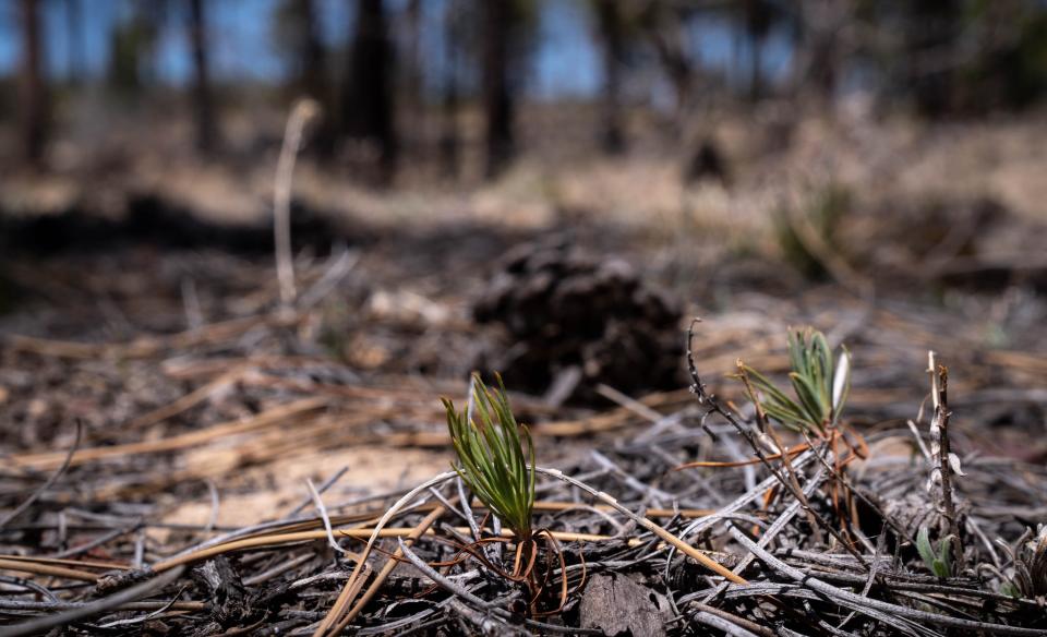 A ponderosa pine seedling sprouts in the Rodeo-Chediski Fire scar in the Sitgreaves National Forest near Overgaard on April 29, 2022.