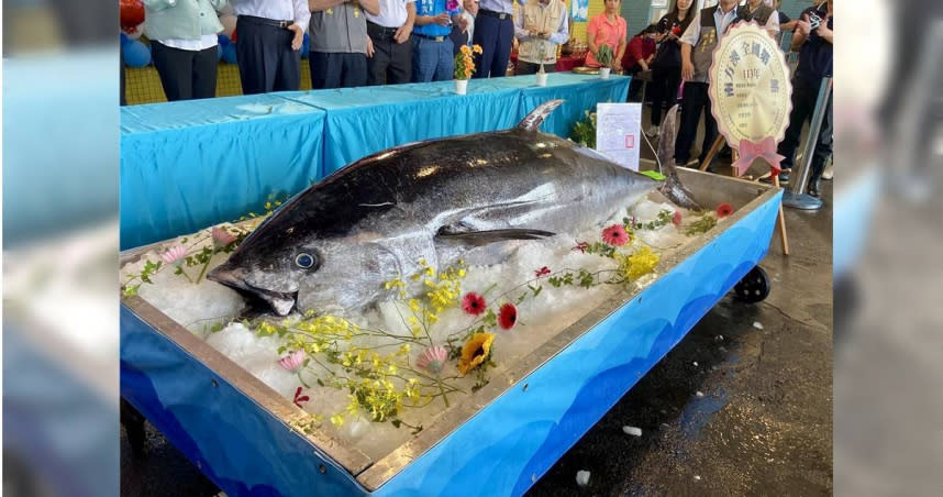 15日確認為蘇澳籍漁船捕獲、重量高達269公斤、活鮪魚及4月1日後捕獲到的，符合4要件認定為「南方澳第一鮪」。（吳佩蓉攝）