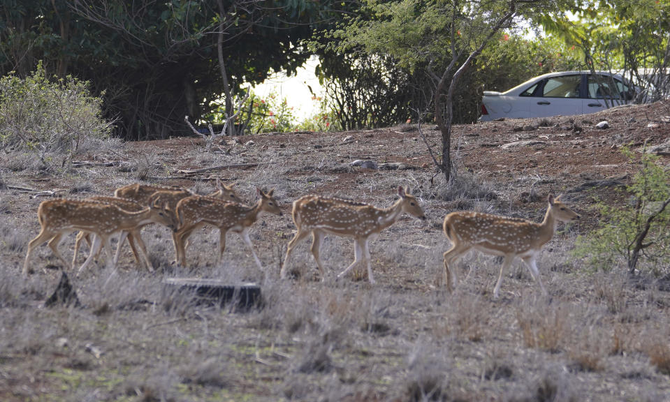 This image provided by Honolulu Civil Beat shows axis deer walking through an opening in Maunaloa, Hawaii on the island of Molokai, Jan. 15, 2021. Axis deer, a species native to India that were presented as a gift from Hong Kong to the king of Hawaii in 1868, have fed hunters and their families on the rural island of Molokai for generations. But for the community of about 7,500 people where self-sustainability is a way of life, the invasive deer are a cherished food source but also a danger to the island ecosystem. Now, the proliferation of the non-native deer and drought on Molokai have brought the problem into focus. Hundreds of deer have died from starvation, stretching thin the island's limited resources. (Cory Lum/Honolulu Civil Beat via AP)