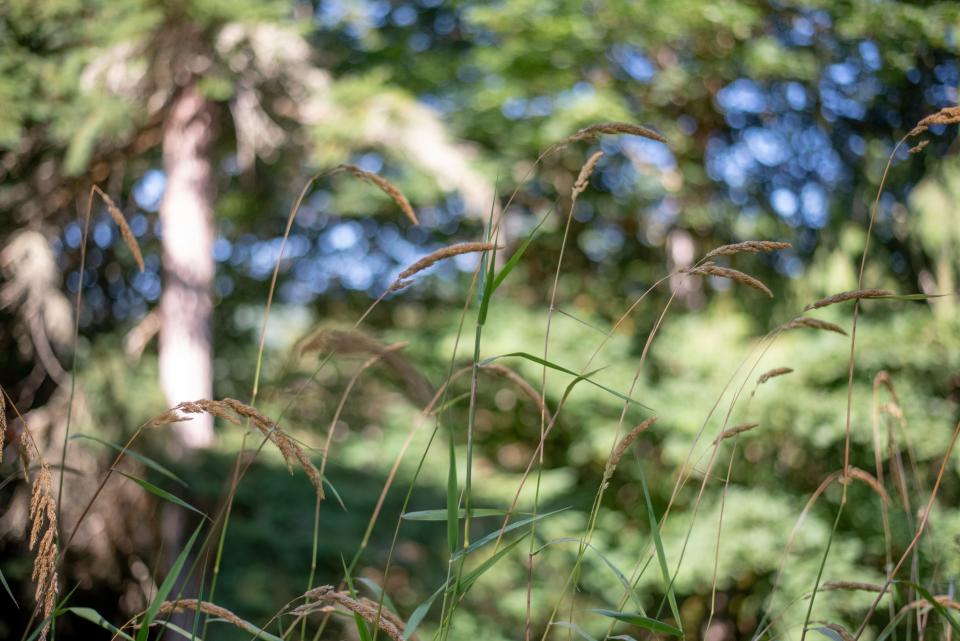 Human composting, also known as natural organic reduction, is alternative to cremation or burial that allows humans remains to naturally be reduced to soil, which can then be given to family of the deceased or donated for land conservation efforts.